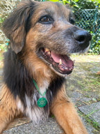 AURYMED Animal Tier Coin Gelb – Beispiel 9