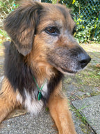 AURYMED Animal Tier Coin Grün – Beispiel 4