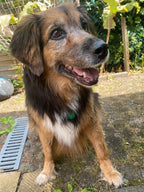 AURYMED Animal Tier Coin Schwarz – Beispiel 29