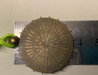 Amulett – bronzefarben, Sonne Mond Himmel, Disc in regenbogenfarbend 25 mm – Produktansicht 1